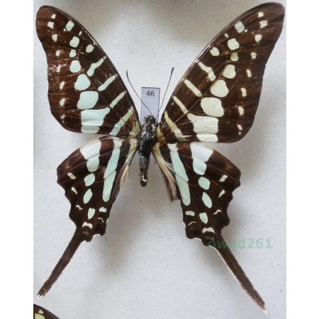 Graphium policenes (Cramer, 1775) Malaysia 69mm46